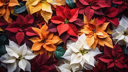 poinsettia, a Christmas star of different colors. festive floral background, natural backdrop. top view.