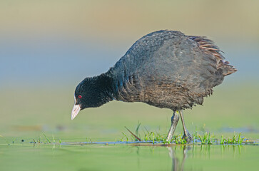 Eurasian Coot (Fulica atra) feeding on the lake shore.