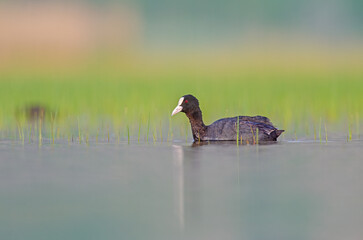 Eurasian Coot (Fulica atra) swimming in the lake.
