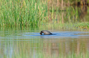 Eurasian Coot (Fulica atra) feeding in the lake.