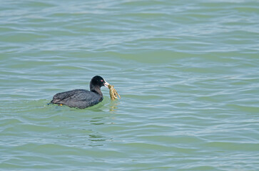 Eurasian Coot (Fulica atra) feeding in the lake.