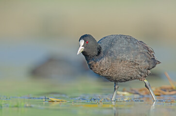 Eurasian Coot (Fulica atra) feeding on the lake shore.