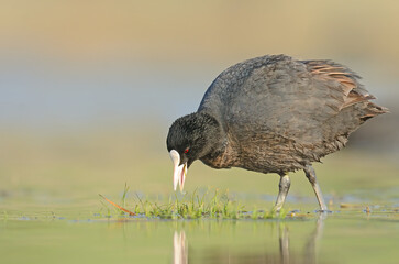 Eurasian Coot (Fulica atra) feeding on the lake shore.