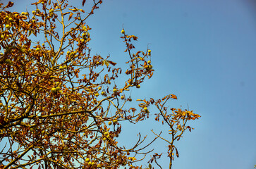 chestnut tree with a blue sky in the background and space for text