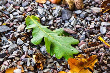 green leaves on small grey stones. autumn vibes with Green, grey and brown colours