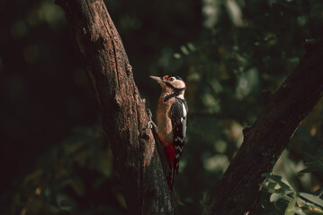 Naklejka na ściany i meble Lesser spotted woodpecker, Dendrocopos minor, on tree trunk.