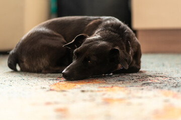 smutny pies leżący na podłodze - obrazy, fototapety, plakaty