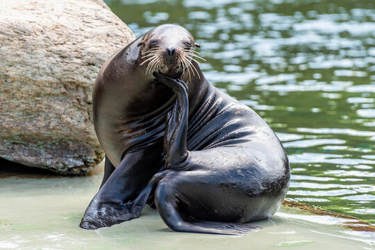uchatka kalifornijska zabawnie siedzi i patrzy