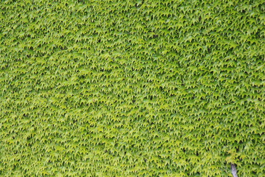 Vigne vierge mur vert 