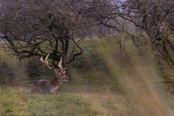 Beautiful deer with big horns walk in the forest, park. Deer eat grass. Beautiful foggy morning. Deer graze on the lawn. National Park with animals, deer.