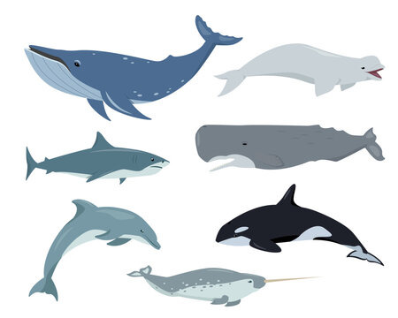 Ocean aquatic animals set. Underwater mammals humpback whale, shark, sperm whale, dolphin, narwhal, beluga and killer whale in different poses. Vector flat illustration isolated on white background.