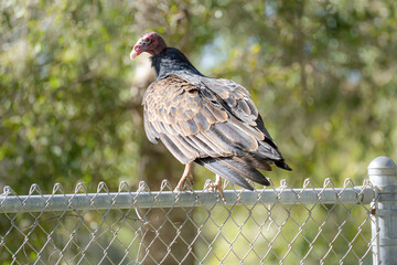 Turkey Vulture