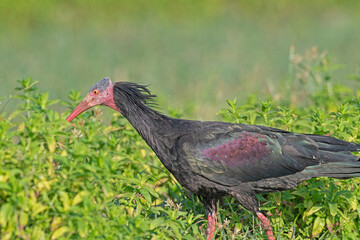 Northern Bald Ibis (Geronticus eremita) feeding in a field in Birecik, Turkey.