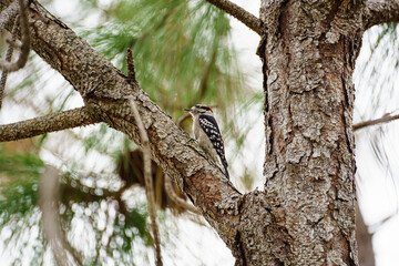 Downey Woodpecker