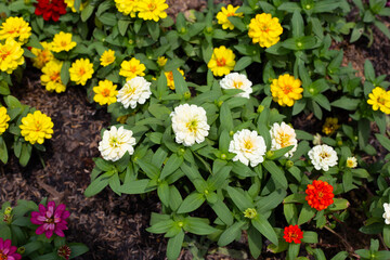 Zinnia flower in the garden