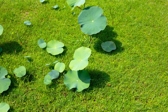 Green leaves of lotus flower