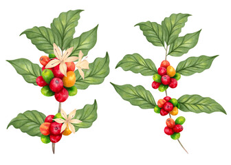 Branches of a coffee tree. The aroma of Robusta and Arabica varieties. Coffee factory. Ripening of coffee berries. Realistic natural style. Organic illustration.Coffee day. Hand drawn isolated art.