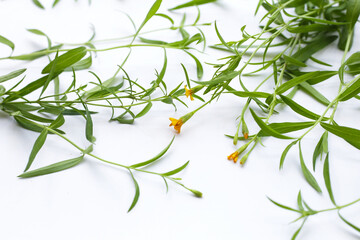 Fresh tarragon on white background.