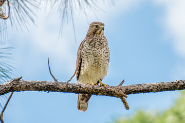 Red-Shouldered Hawk