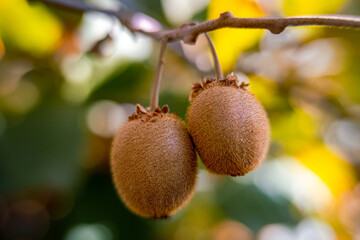 Kiwi fruit hanging on a vine near Fresno, California.