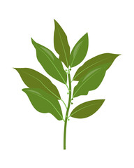 Fresh green Bay leaves isolated on white background. Bunch of bay leaves, fragrant aromatic herb organic spices for cooking food, culinary concept. Bay leaf Vector illustration.