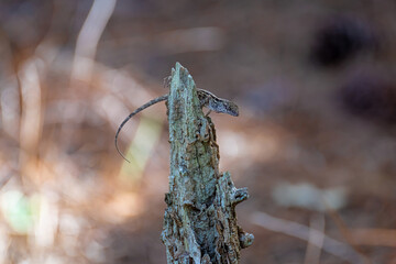 Brown Anole