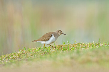 Common Sandpiper (Actitis hypoleucos) feeding in a wetland.