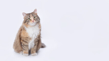 Beautiful Cat close up. Cute fluffy Kitten. Cat with green eyes. Pet. Animal care.  Animal background. Empty space for text. Studio portrait of a cat sitting against a white backdrop. 