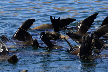 Sea Lions thermoregulation in the Sea of Cortez