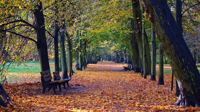 A park walkway, enveloped in fall's palette, lined with empty benches. Morning shadows evoke a sense of cheer amid solitude.