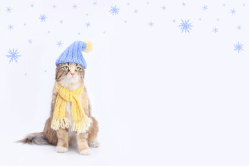 Cat in a knitted yellow scarf and a knitted blue hat. Cat dressed in a knitted outfit ready for cold winter. Snowflake. Cat with yellow eyes sitting and looks at the camera against a white backdrop