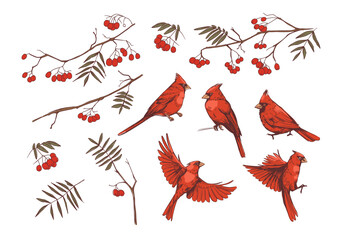 Red cardinal and rowan branches. realistic set of illustrations, vector sketches - obrazy, fototapety, plakaty