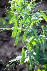 Obraz premium Green pea pods are ripening on the bush