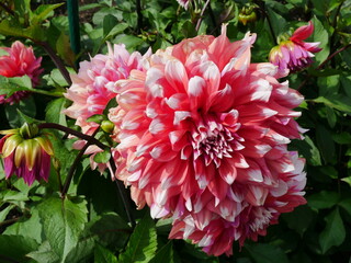 Dahlia plants in full bloom with red, White, color, tied to a stick so that the plant does not collapse, more buds in the blurred background