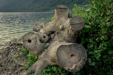 Tree stump by the lakeshore