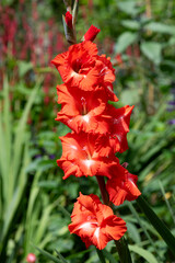 Red Gladiolus Flowers Bloom