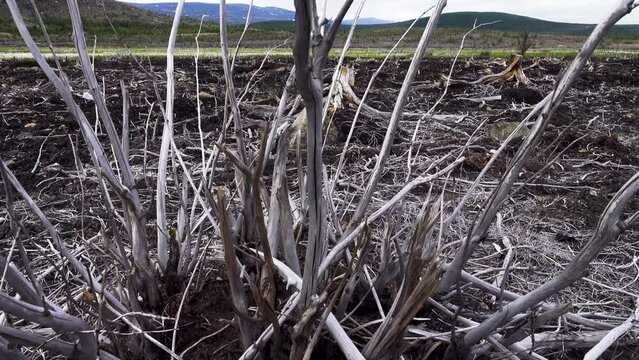 Deforestation. The northern (subpolar) forest was cut down for a technical facility. Soil degradation, bare roots and stumps