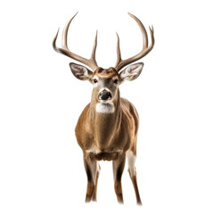  a Whitetail deer portrait,  front view in an isolated and transparent PNG in a Wildlife-themed, photorealistic illustration. Generative ai