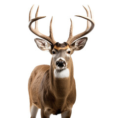 a Whitetail deer portrait,  front view in an isolated and transparent PNG in a Wildlife-themed, photorealistic illustration. Generative ai