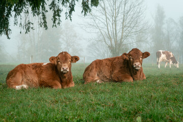 Two calves in a field in fog
