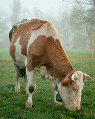 Cow grazing in a foggy field