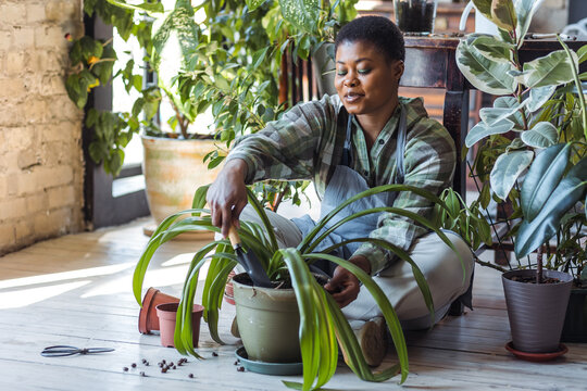Concept of wellbeing, relaxation, work life balance, simple pleasures. Beautiful smiling plus size African American woman with short hair is doing home gardening, repotting, taking care about plants