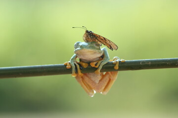 frogs, butterflies, a cute frog and a beautiful butterfly on its head
​