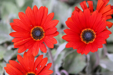 A view of a Flower in a garden