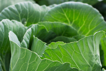 green ripening cabbage head leaves in the garden with close up