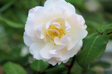 Obraz premium A view of a Flower in a garden