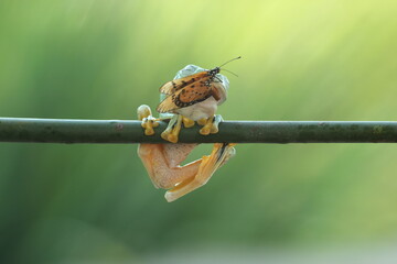 frogs, flying frogs, butterflies, a cute frog and a beautiful butterfly on its head