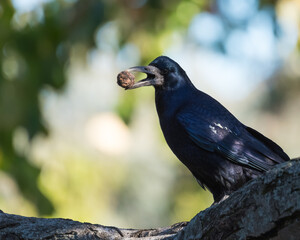 Obraz premium A Rook is Resting in an Old Park Tree and Holding a Nut in Its Beak