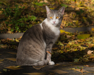 A Common European Cat Sitting on Speed Limiter is Surrounded by Colorful Fallen Leaves and Warmed by the Mild Autumn Sun