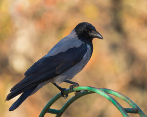 A Crow is Resting on a Green Iron Fence and Enjoying the Mild Mid-Autumn Sun